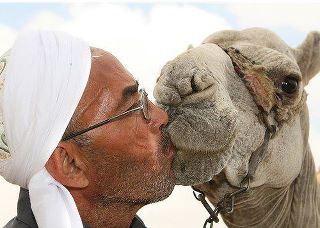 i-love-my-camel